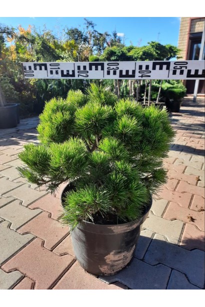 Сосна чорна Бамбіно - 12л/вис.35-40см/Ø35-45см